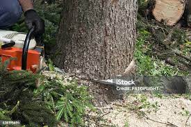 Best Tree Preservation Services  in Pinedale, WY