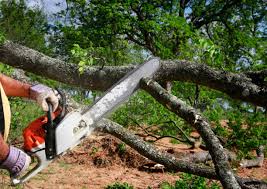 Trusted Pinedale, WY Tree Care Experts