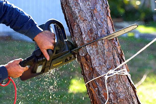Best Tree Mulching  in Pinedale, WY