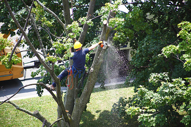 How Our Tree Care Process Works  in  Pinedale, WY